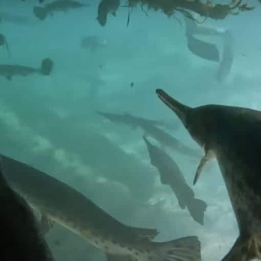 C.Aard video 2024 screen shot from Garmageddon video